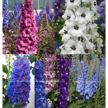 Zengarden Bodur Hezaren Tohumu Delphinium Magic Fountains Mix