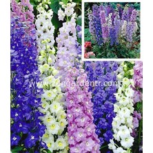 Zengarden Bodur Hezaren Tohumu Delphinium Magic Fountains Mix