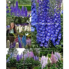 Zengarden Bodur Hezaren Tohumu Delphinium Magic Fountains Mix