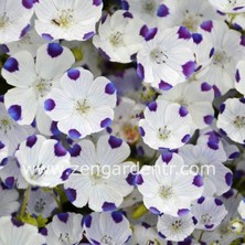 Zengarden Nemophila Tohumu 5 Spot Maculata