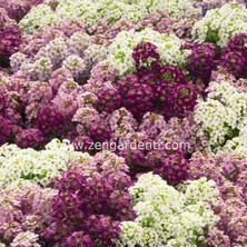 Zengarden Mavi ve Tonları Alyssum Tohumu Mulberry Mix