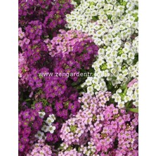 Zengarden Mavi ve Tonları Alyssum Tohumu Mulberry Mix