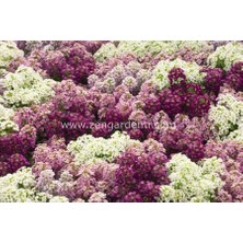 Zengarden Mavi ve Tonları Alyssum Tohumu Mulberry Mix