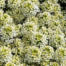 Zengarden Kokulu Ballıca Tohumu Alyssum Wonderland Citron Limon Renkli