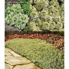 Zengarden Kokulu Ballıca Tohumu Alyssum Wonderland Citron Limon Renkli