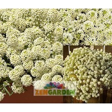 Zengarden Kokulu Ballıca Tohumu Alyssum Wonderland Citron Limon Renkli