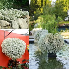 Zengarden Beyaz Alyssum Tohumu Kraliyet Halısı Bodur Lobularia Maritima Carpet Of Snow