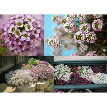 Zengarden Pembe Kokulu Alyssum Tohumu Ballıca Lobularia Maritima