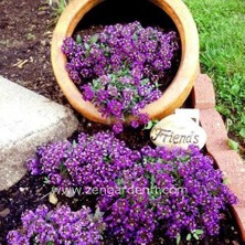 Zengarden Mor Ballıca Tohumu Alyssum Wonderland Deep Purple Kokulu