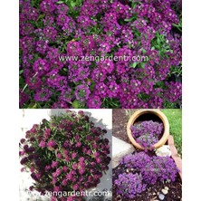 Zengarden Mor Ballıca Tohumu Alyssum Wonderland Deep Purple Kokulu