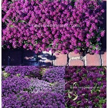 Zengarden Mor Ballıca Tohumu Alyssum Wonderland Deep Purple Kokulu