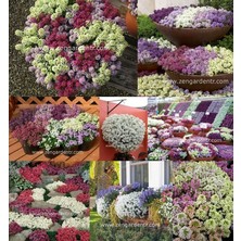 Zengarden Mor Ballıca Tohumu Alyssum Wonderland Deep Purple Kokulu