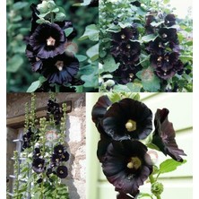 Zengarden Siyah Gülhatmi Tohumu Hollyhock Alcea Rosea Nigra