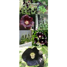 Zengarden Siyah Gülhatmi Tohumu Hollyhock Alcea Rosea Nigra