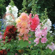 Zengarden Katmerli Gülhatmi Tohumu Saksıya Uygun Queeny Alcea Rosea Hollyhock