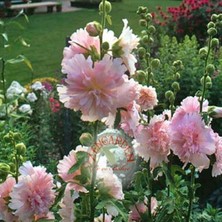 Zengarden Katmerli Gülhatmi Tohumu Saksıya Uygun Queeny Alcea Rosea Hollyhock