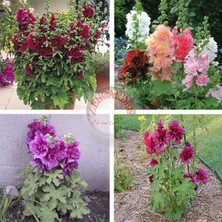 Zengarden Katmerli Gülhatmi Tohumu Saksıya Uygun Queeny Alcea Rosea Hollyhock