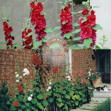 Zengarden Katmerli Gülhatmi Tohumu Hibrit Alcea Rosea Summer Carnival Hollyhock