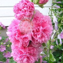 Zengarden Katmerli Gülhatmi Tohumu Hibrit Chaters Double Alcea Rosea Hollyhock