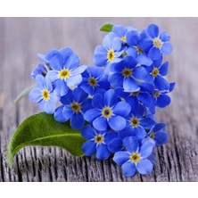 Zengarden Viktorya Mavisi Beni Unutma Çiçeği Tohumu Myosotis Victoria Blue Indigo