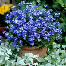 Zengarden Viktorya Mavisi Beni Unutma Çiçeği Tohumu Myosotis Victoria Blue Indigo