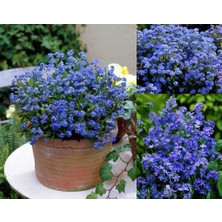 Zengarden Viktorya Mavisi Beni Unutma Çiçeği Tohumu Myosotis Victoria Blue Indigo