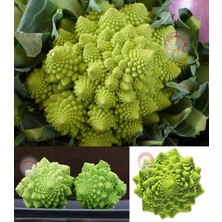 Zengarden Italyan Romanesco Brokoli Tohumu