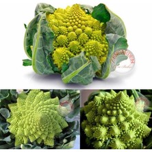 Zengarden Italyan Romanesco Brokoli Tohumu