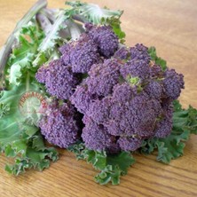 Zengarden Mor Brokoli Tohumu Atalık Broccoli Purple