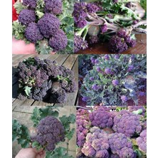 Zengarden Mor Brokoli Tohumu Atalık Broccoli Purple