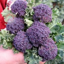 Zengarden Mor Brokoli Tohumu Atalık Broccoli Purple