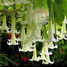 Zengarden Kokulu Brugmansia Tohumu Meleklerin Borusu Beyaz