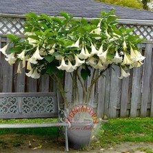 Zengarden Kokulu Brugmansia Tohumu Meleklerin Borusu Beyaz