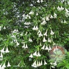 Zengarden Kokulu Brugmansia Tohumu Meleklerin Borusu Beyaz