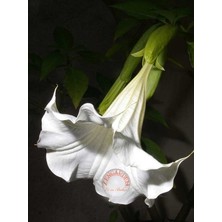 Zengarden Kokulu Brugmansia Tohumu Meleklerin Borusu Beyaz