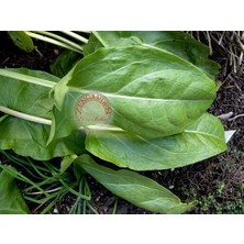 Zengarden Kuzu Kulağı Tohumu Bebek Yaprak Sorrel