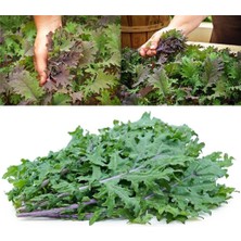 Zengarden Kırmızı Rus Pazı Tohumu Atalık Red Russian Kale Seeds