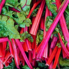 Zengarden Kırmızı Saplı Pazı Tohumu Red Chard Beta Vulgaris