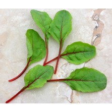 Zengarden Kırmızı Saplı Pazı Tohumu Red Chard Beta Vulgaris