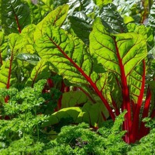 Zengarden Kırmızı Saplı Pazı Tohumu Red Chard Beta Vulgaris