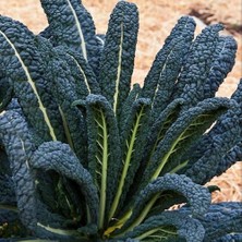 Zengarden Kıvırcık Kara Lahana Tohumu Cavolo Nero Di Toscana Brassica