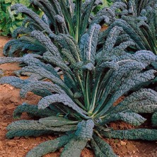 Zengarden Kıvırcık Kara Lahana Tohumu Cavolo Nero Di Toscana Brassica