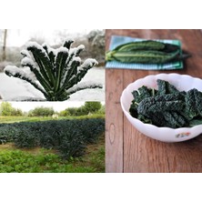 Zengarden Kıvırcık Kara Lahana Tohumu Cavolo Nero Di Toscana Brassica