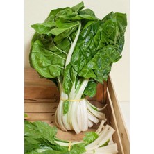 Zengarden Bodur Pazı Tohumu Barese Swiss Chard Beta Vulgaris