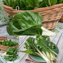 Zengarden Bodur Pazı Tohumu Barese Swiss Chard Beta Vulgaris