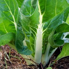 Zengarden Bodur Pazı Tohumu Barese Swiss Chard Beta Vulgaris