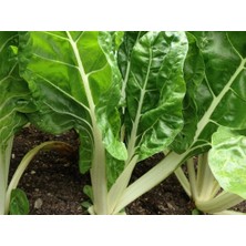 Zengarden Fordhook Giant Beyaz Pazı Tohumu Chard