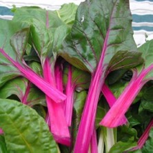 Zengarden Pink Lipstick Pembe Pazı Tohumu Chard