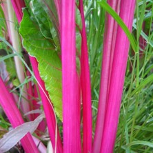 Zengarden Pink Lipstick Pembe Pazı Tohumu Chard