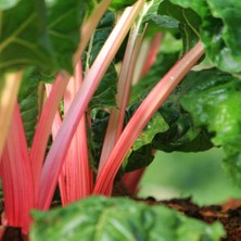 Zengarden Pembe Saplı Pazı Tohumu Flamingo Swiss Chard